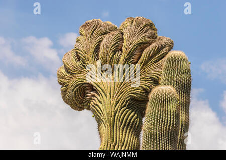 USA, Arizona, le Jardin botanique du désert. Cristate saguaro cactus. En tant que crédit : Cathy et Gordon Illg / Jaynes Gallery / DanitaDelimont.com Banque D'Images