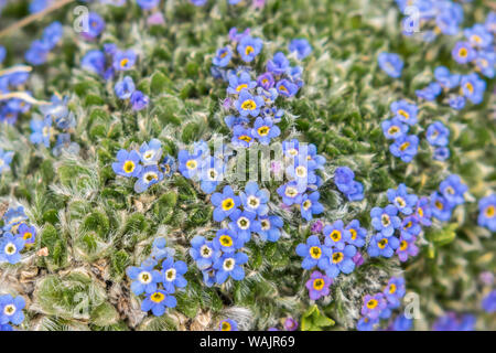 USA, Colorado, Mt. Evans. Alpine forget-me-not fleurs. En tant que crédit : Cathy et Gordon Illg / Jaynes Gallery / DanitaDelimont.com Banque D'Images