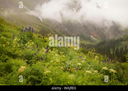 USA, Colorado, Sneffels Range. Fleurs de montagne surplombant Yankee Boy Bassin. En tant que crédit : Don Grall / Jaynes Gallery / DanitaDelimont.com Banque D'Images