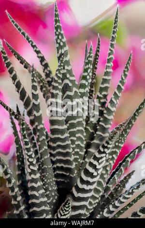 USA, Colorado, Fort Collins. Plantes Succulentes Zebra. Crédit comme Fred Seigneur / Jaynes Gallery / DanitaDelimont.com Banque D'Images