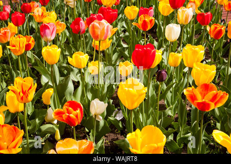 Fleurs de Printemps sur Pearl Street, Boulder, Colorado, USA. Banque D'Images