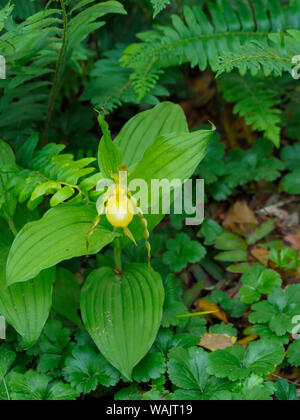 Cypripedium parviflorum, communément connu sous le nom de yellow Lady's Slipper mocassin ou fleur, originaire d'Amérique du Nord. Banque D'Images