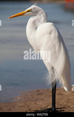 Grande Aigrette (Ardea alba) sur Tigertail Beach lagoon, Marco Island, Floride Banque D'Images