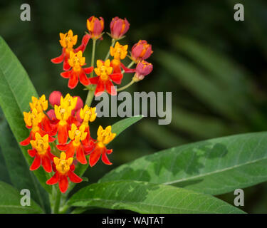 L'asclépiade écarlate, Asclepias curassavica, plante les larves du papillon, en Floride Banque D'Images