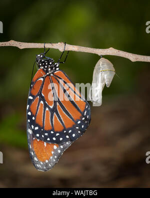 Juste éclos, papillon reine Danaus gilippus, Floride Banque D'Images