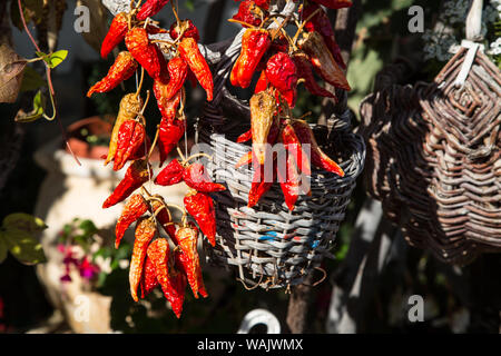 Bouquet de piments rouge vif à l'automne le temps de séchage Banque D'Images