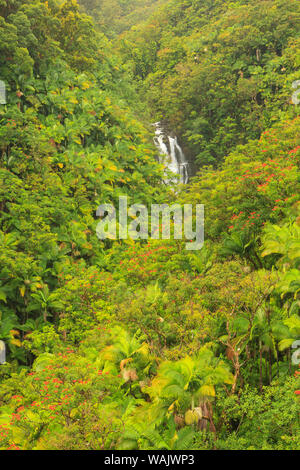 La zone autour de Nanue Falls et ruisseau, Hakalau, Hamakua Coast, Big Island, Hawaii Banque D'Images