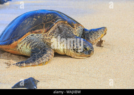 Tortue verte (Chelonia mydas), tiré sur le rivage, parc de Hookipa Beach, Maui, Hawaii, USA Banque D'Images