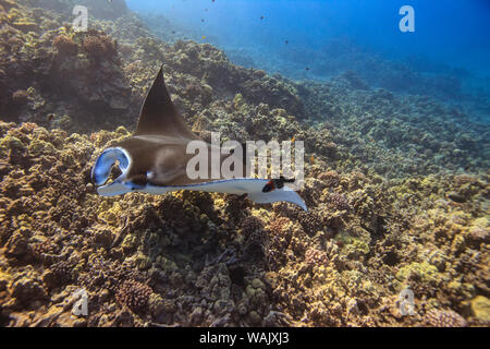 Manta Ray. Big Island, Hawaii, USA Banque D'Images