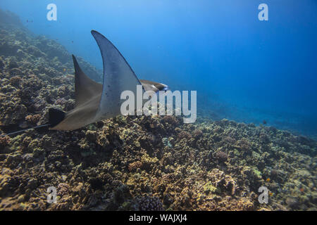 Manta Ray. Big Island, Hawaii, USA Banque D'Images