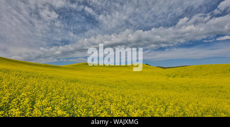 Grand champ de canola sur Washington-Idaho frontière près de Estes, Idaho. Banque D'Images