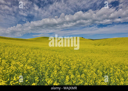 Grand champ de canola sur Washington-Idaho frontière près de Estes, Idaho. Banque D'Images