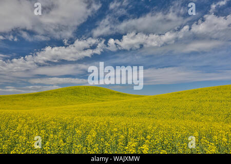 Grand champ de canola sur Washington-Idaho frontière près de Estes, Idaho. Banque D'Images