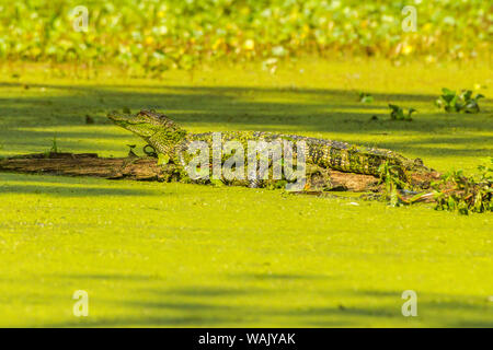 USA, Louisiane, le lac Martin. Connectez-vous au soleil sur l'Alligator. En tant que crédit : Cathy et Gordon Illg / Jaynes Gallery / DanitaDelimont.com Banque D'Images