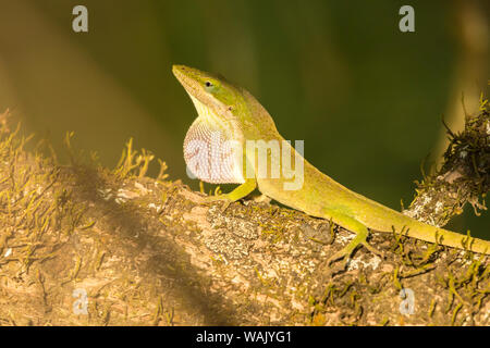 USA, Louisiane, le lac Martin. Anole vert afficher. En tant que crédit : Cathy et Gordon Illg / Jaynes Gallery / DanitaDelimont.com Banque D'Images