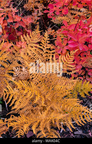 Fougères d'automne et la couverture du sol dans la zone au-dessus du lac Sainte-marie dans le Glacier National Park, Montana, USA Banque D'Images