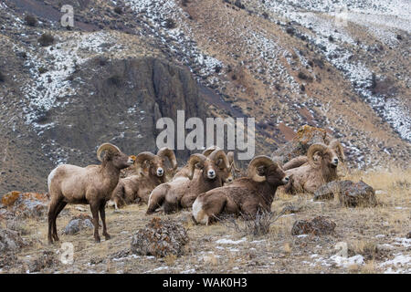 Le mouflon des montagnes, baccalauréat en troupeau de béliers Banque D'Images