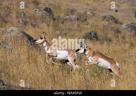 L'antilope buck chasing doe Banque D'Images