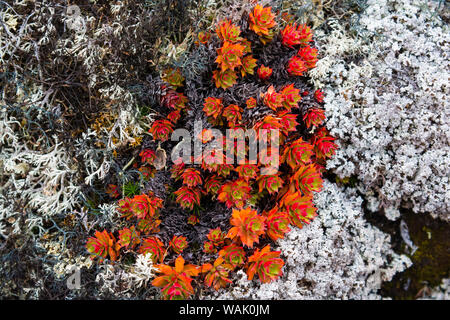 Le Groenland, Eqip Sermia. Saxifrage irlandais et de lichen. Banque D'Images