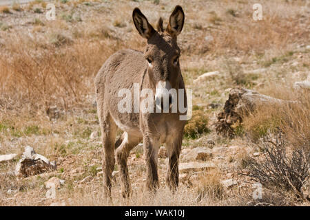 Wild burro debout. Red Rock Canyon, Nevada, USA. Banque D'Images