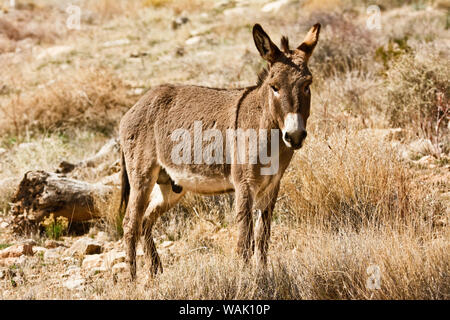 Wild burro debout. Red Rock Canyon, Nevada, USA. Banque D'Images