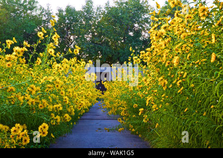 USA, Los Ranchos. Tournesol Maximilian le long de Rio Grande Boulevard Banque D'Images