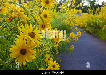 USA, Los Ranchos. Tournesol Maximilian le long de Rio Grande Boulevard Banque D'Images