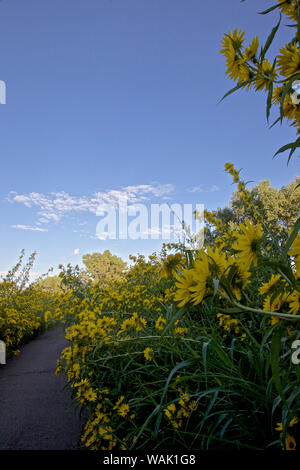 USA, Los Ranchos. Tournesol Maximilian le long de Rio Grande Boulevard Banque D'Images