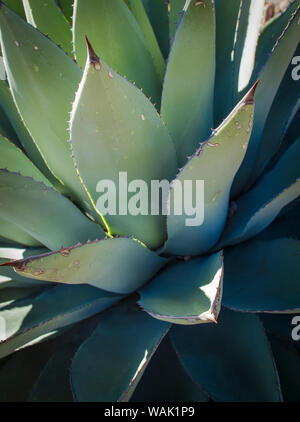 Parry's agave, Agave parryi, City of Rocks State Park, New Mexico, USA Banque D'Images