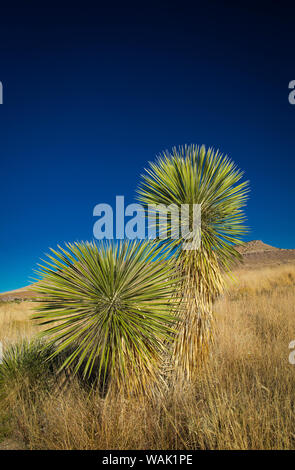 Soaptree yucca, Yucca elata, City of Rocks State Park, New Mexico, USA Banque D'Images