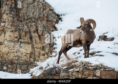 Le mouflon des montagnes de ram Banque D'Images