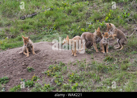 Coyote ludique les petits à den Banque D'Images