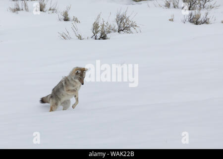 Le Coyote se préparant à bondir sur les proies cachées Banque D'Images