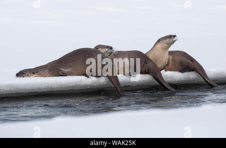 La loutre de rivière en hiver Banque D'Images