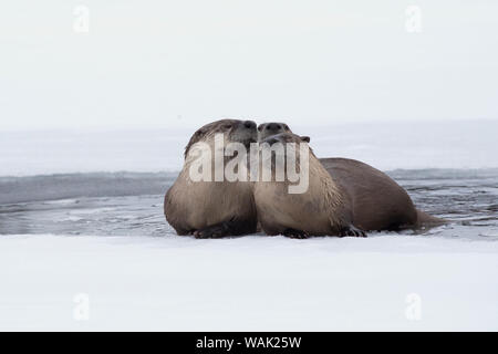 La loutre de rivière famille reposant sur la glace Banque D'Images