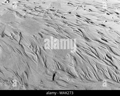 USA (Oregon), l'arctostaphyle. Le noir et blanc de sable de plage. En tant que crédit : Wendy Kaveney Jaynes / Galerie / DanitaDelimont.com Banque D'Images