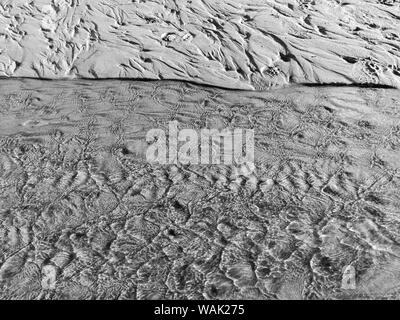 USA (Oregon), l'arctostaphyle. Le noir et blanc de sable de plage. En tant que crédit : Wendy Kaveney Jaynes / Galerie / DanitaDelimont.com Banque D'Images