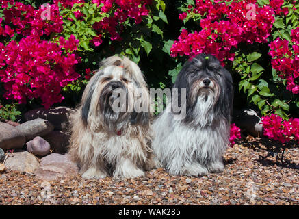 Deux Bichons Havanais assis en face de fleurs (PR) Banque D'Images