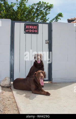Deux labradors chocolat en face de Beware of Dog signe (PR) Banque D'Images