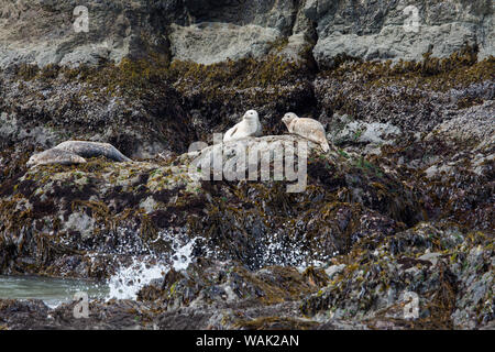 USA, Oregon, Oregon Islands National Wildlife Refuge. Le phoque commun reste sur les rochers. Point Coquille En tant que crédit : Jean Carter / Jaynes Gallery / DanitaDelimont.com Banque D'Images