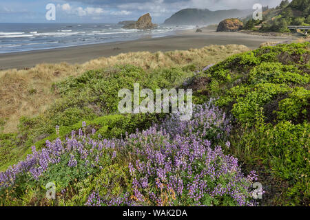 Lupin le long de côte de l'Oregon du sud, près du cap Sebastian corridor panoramique de l'État Banque D'Images