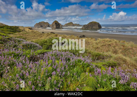 Lupin le long de côte de l'Oregon du sud, près du cap Sebastian corridor panoramique de l'État Banque D'Images