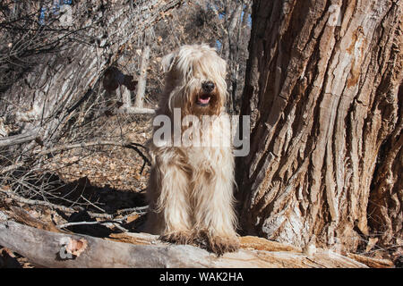 Terrier Wheaton assis près d'un arbre de Cottonwood (PR) Banque D'Images
