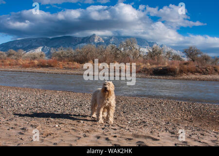 Terrier Wheaton debout près de la rivière Rio Grande (PR) Banque D'Images