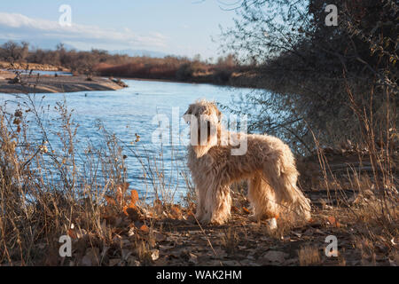 Terrier Wheaton debout près de la rivière Rio Grande (PR) Banque D'Images