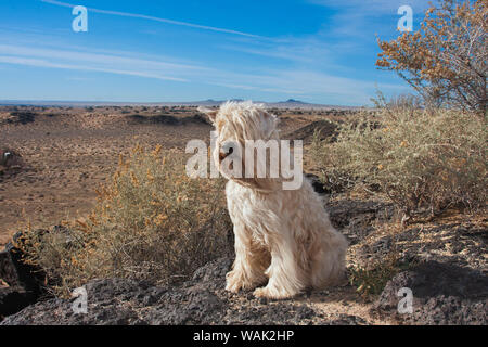 Terrier Wheaton assis sur une jante volcanique (PR) Banque D'Images