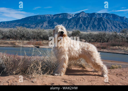 Terrier Wheaton debout près de la rivière Rio Grande (PR) Banque D'Images