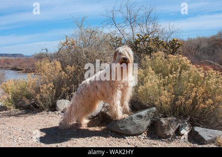 Terrier Wheaton debout près de la rivière Rio Grande (PR) Banque D'Images