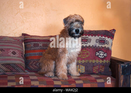 Wheaton terrier puppy sitting on couch (PR) Banque D'Images