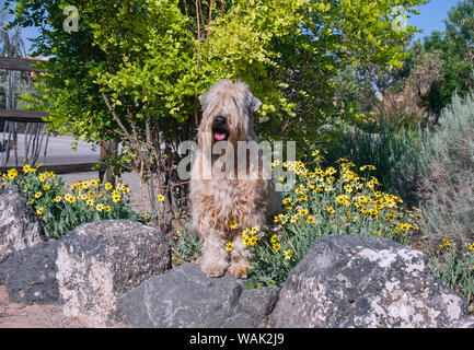 Terrier Wheaton assis dans un jardin de fleurs (PR) Banque D'Images